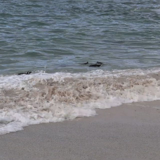 Had a great time on today's peninsula tour watching these little fellas