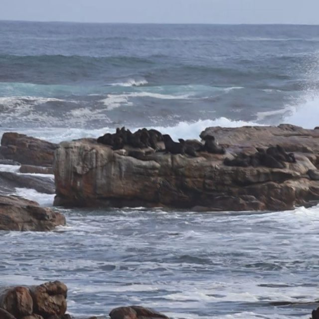 Cape fur seals catching a little sun today at Cape of Good Hope while a group of chavma baboons kept us entertained